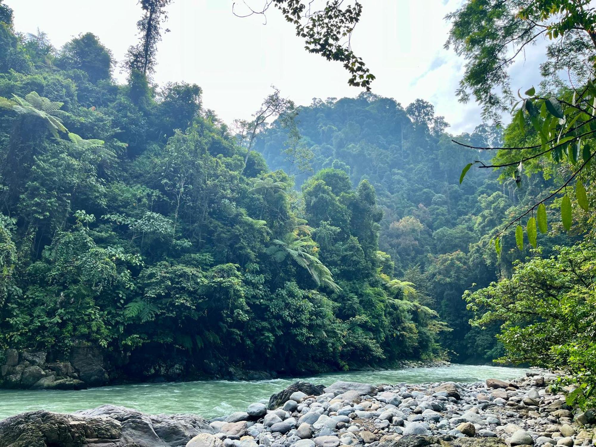 Charlys Little House Hotel Bukit Lawang Buitenkant foto