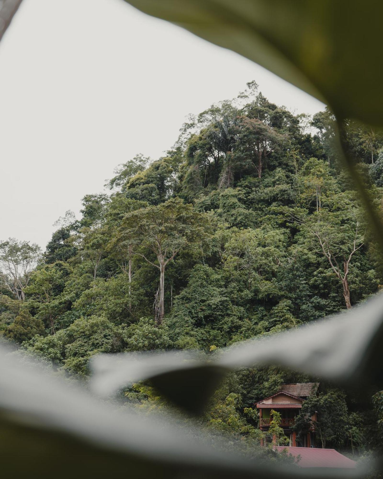 Charlys Little House Hotel Bukit Lawang Buitenkant foto